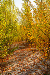 Naklejka premium Sand quarry at the autumn morning in the golden hour , yellow and orange leaves on trees , beautiful landscape on the sand quarry, Ukrainian sands quarry, october season . Landscape with orange trees 