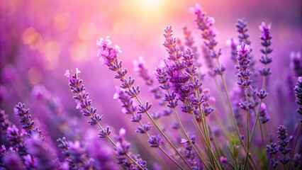 Naklejka premium Depth of Field lavender flowers in the wind with a background of lavender and pink color gradation