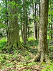 trees in the woods - buttressing roots