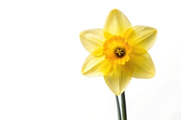 Fototapeta premium Reflected daffodil flower on white background with space for text