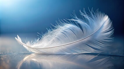 Fototapeta premium white feather on smooth background