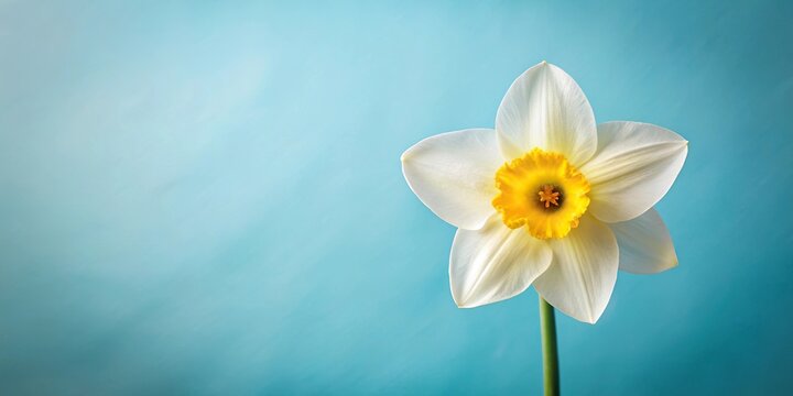 White and yellow daffodil on soft blue background, springtime retro style vintage nostalgic