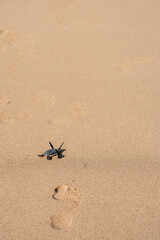 A little green turtle hatches on a sandy beach in Cyprus. The baby turtle bravely makes its way to the sea alone. Scenic moment of the wild life struggling to survive. Motivating