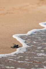 A little green turtle hatches on a sandy beach in Cyprus. The baby turtle bravely makes its way to...