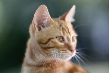 Chaton roux