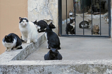 Cats outside the gate