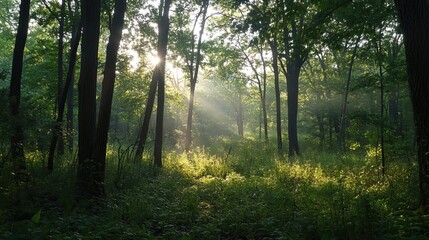 Obraz premium morning in the forest . 