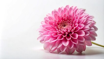 Pink flower and petals against white background