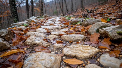 Obraz premium A serene forest path covered in autumn leaves, showcasing a tranquil natural environment with a rustic stone trail in a wooded area