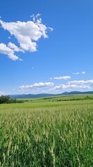 Lush green field under a vibrant blue sky in a tranquil rural landscape