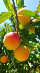 Ripening peaches hanging from branches in a sunlit orchard during summer season