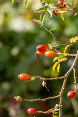 Autumn rosehip bush with fruits - Rosa canina