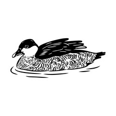 Green Pygmy Goose swimming sketch hand drawn Vector illustration