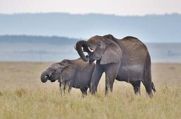 Two elephants stood together eating in the Masai Mara. Kenya.