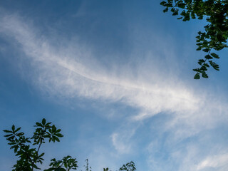 Cloudy cumulus in blue sky with branches of tree for background