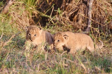 Two Lion Cubs together in the wild.