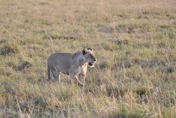 A Lioness starting to hunt in long grass.
