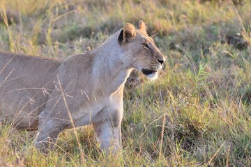 A Lioness starting to hunt in long grass.