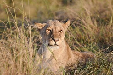 A Lioness lay down in long grass.
