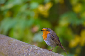 European robin is perching on the wooden log on the autumn day close-up