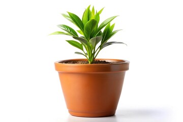 Obraz premium Plant in pot isolated on white background, low angle view