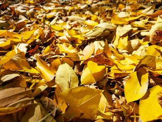 There are a lot of yellow autumn leaves on the ground. A pile of yellow leaves.