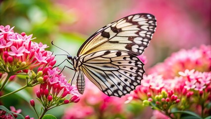 Naklejka premium Colorful Long Shot of Idea leuconoe Tree Nymph butterfly (Rice Paper butterfly) perched on pink and white flowers