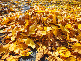 There are a lot of yellow autumn leaves on the ground. A pile of yellow leaves.