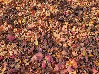 autumn leaves background