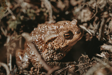 The common toad (lat.: Bufo bufo) close-up portrait at spring