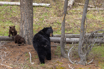 Black Bear Sow With Cubs in Springtime in Yellowstone National Park Wyoming
