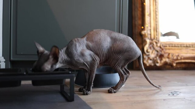 sphinx cat eats food from litter box at home