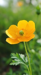 Fototapeta premium A vibrant yellow flower swaying gently in a lush green garden under soft daylight