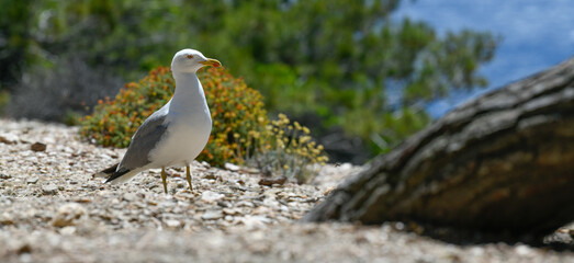 Seagulls and wildlife, Ile de Porquerolles, Provence, France. High quality photo