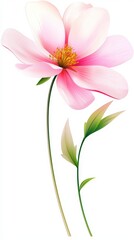 Delicate pink flower blooming gracefully with slender green stem and soft petals
