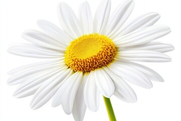 A radiant daisy blossoms under bright sunlight in a serene garden setting