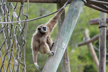 Macaco
