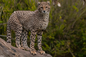 Leopardo