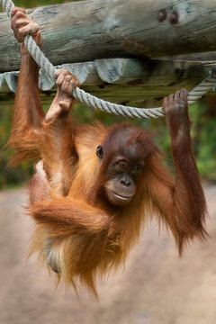 Chimpaze