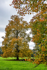 Autumn view at Bernrieder Park on Lake Starnberg, Bavaria, Upper Bavaria, Germany