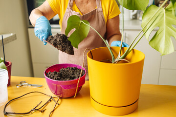 Woman taking care of home plant monstera deliciosa. Woman changing pot. Indoor plants. Home plant's...