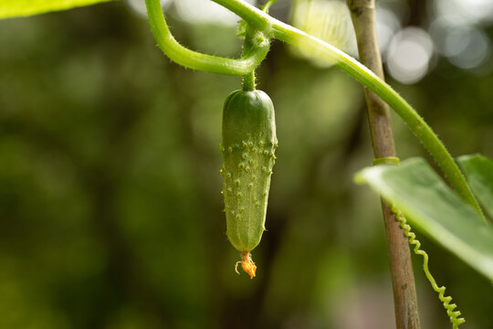 Cucumber on vine