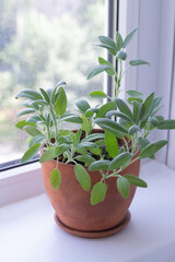 Sage in a pot on window sill