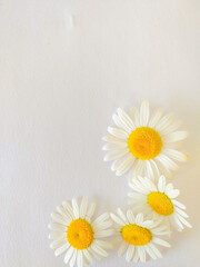 Obraz premium a daisy on white background