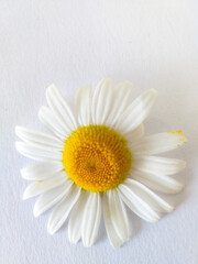 Obraz premium a daisy on white background