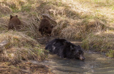 Black Bear Sow With Cubs in Springtime in Yellowstone National Park Wyoming