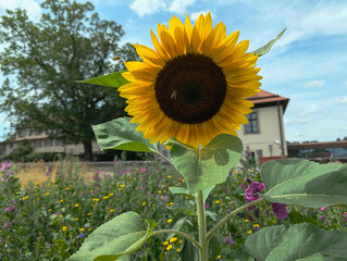 Sonnenblume, Blüte, Sonne, Blume, Sommer