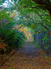 The start of the River Walk along the North Esk from Edzell, towards the Stone Road Bridge close to Gannochy with fallen leaves on the footpath.