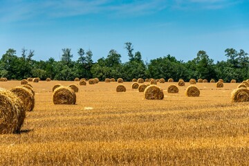 A pair of tractors collect cylindrical bundles of straw produced during the grain harvest in a...