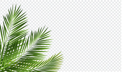 Green Tropical Palm Tree And Isolated Transparent Background